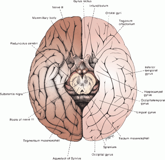 Gross And Microscopic Anatomy Of The Cerebral Hemispheres