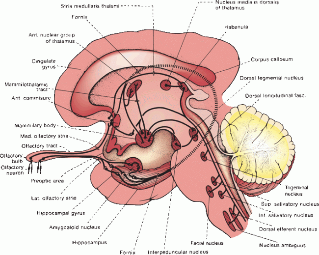 olfactory nerve filaments