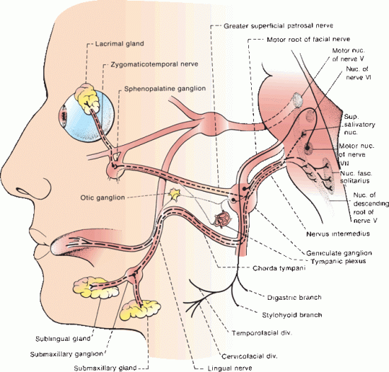 Facial Nerve Pathway 97