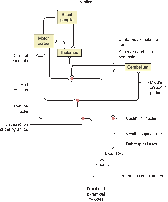 Overview of the Motor System | Neupsy Key