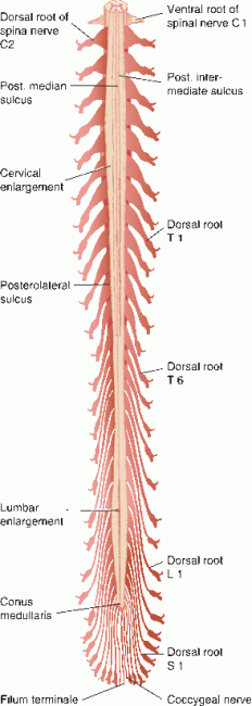 conus medullaris cauda equina cervical enlargement and lumbar enlargement