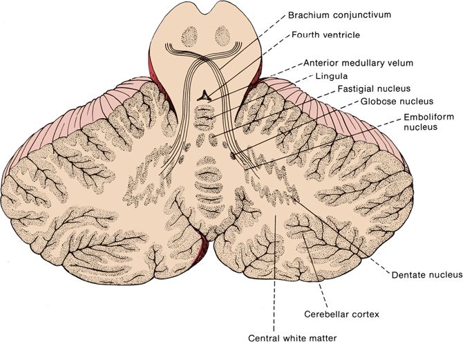 Cerebellar Function Neupsy Key