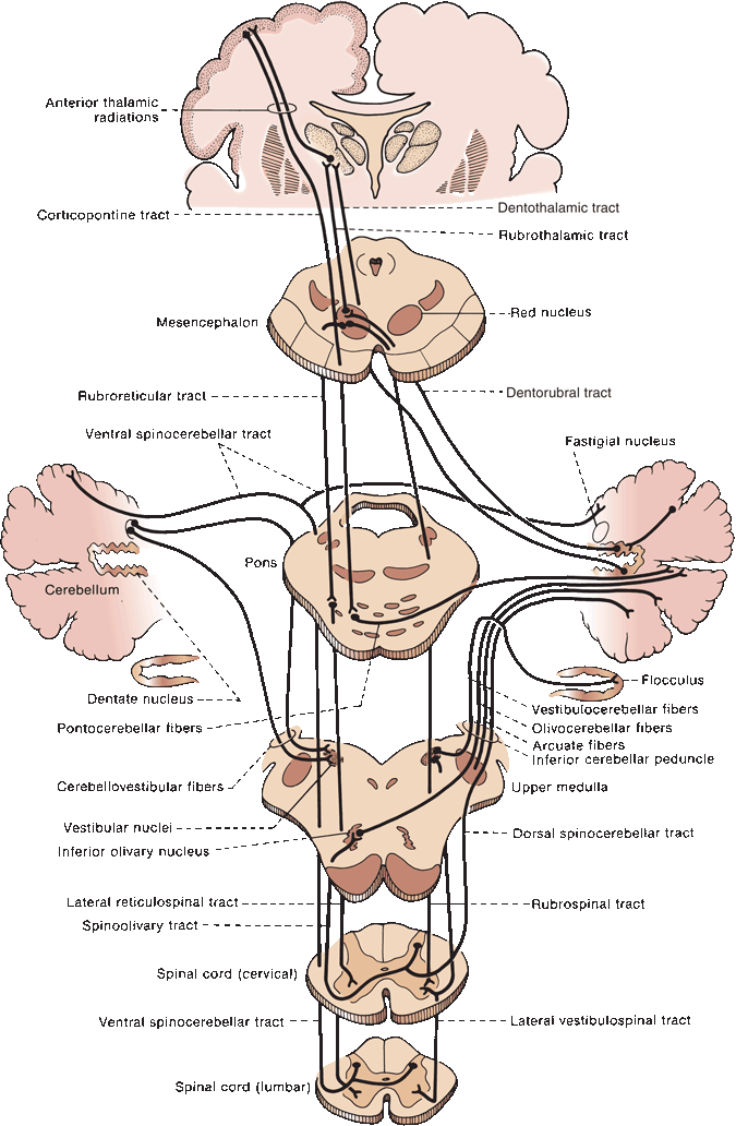 Cerebellum - Neurology - Medbullets Step 1