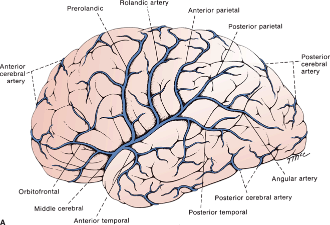 The Blood Supply of the Brain | Neupsy Key