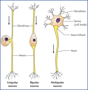 Neurons: What are they and how do they work?