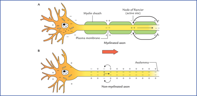 peripheral-nerves-and-ganglia-neupsy-key