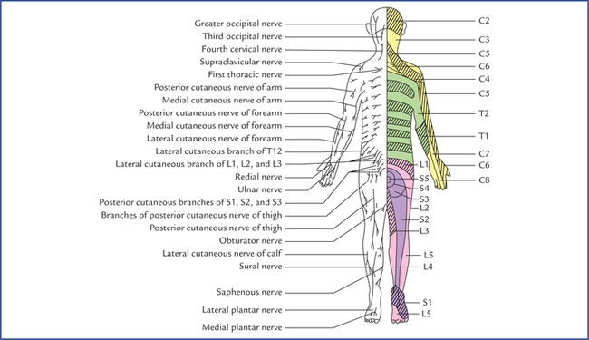 Dermatomes and muscular activity | Neupsy Key diagram of nerves flank 