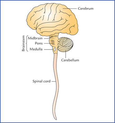 langauge and speech central nervous system