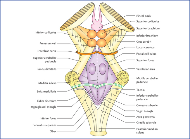 Features Of Floor Of 4th Ventricle Of Heart Infoupdate