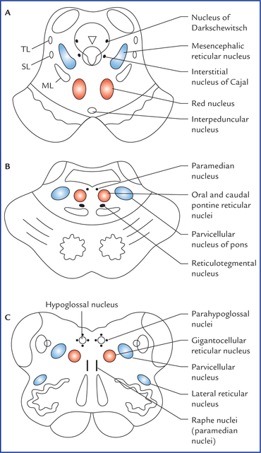 raphe nuclei reticular formation