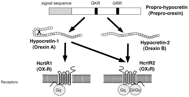 hypocretin deficiency treatment