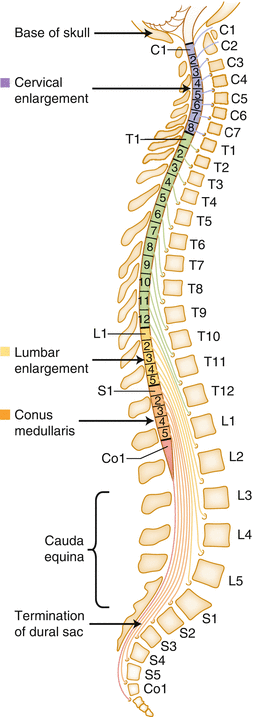 A310119_1_En_12_Fig3_HTML.gif