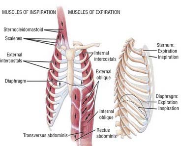 Normal Physiology of the Upper and Lower Airways | Neupsy Key