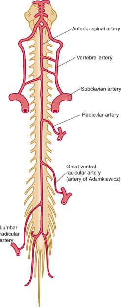 The Vertebral Column and Other Structures Surrounding the Spinal Cord