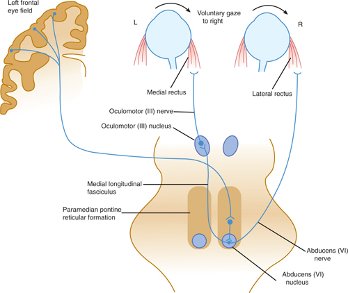 Cranial Nerves and Pathways | Neupsy Key