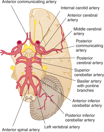 Vascular Supply of the Brain | Neupsy Key