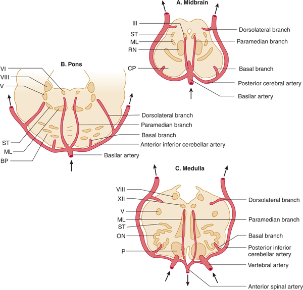 superior cerebellar artery distribution
