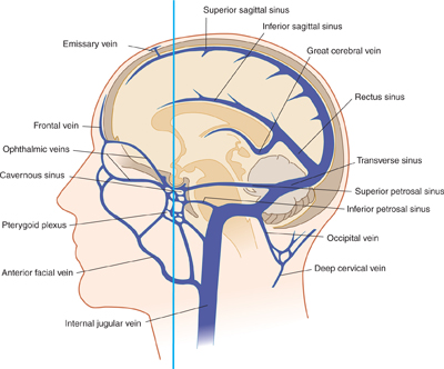 The larger superficial cerebral veins, including those draining the