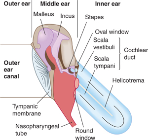 auditory ossicles function