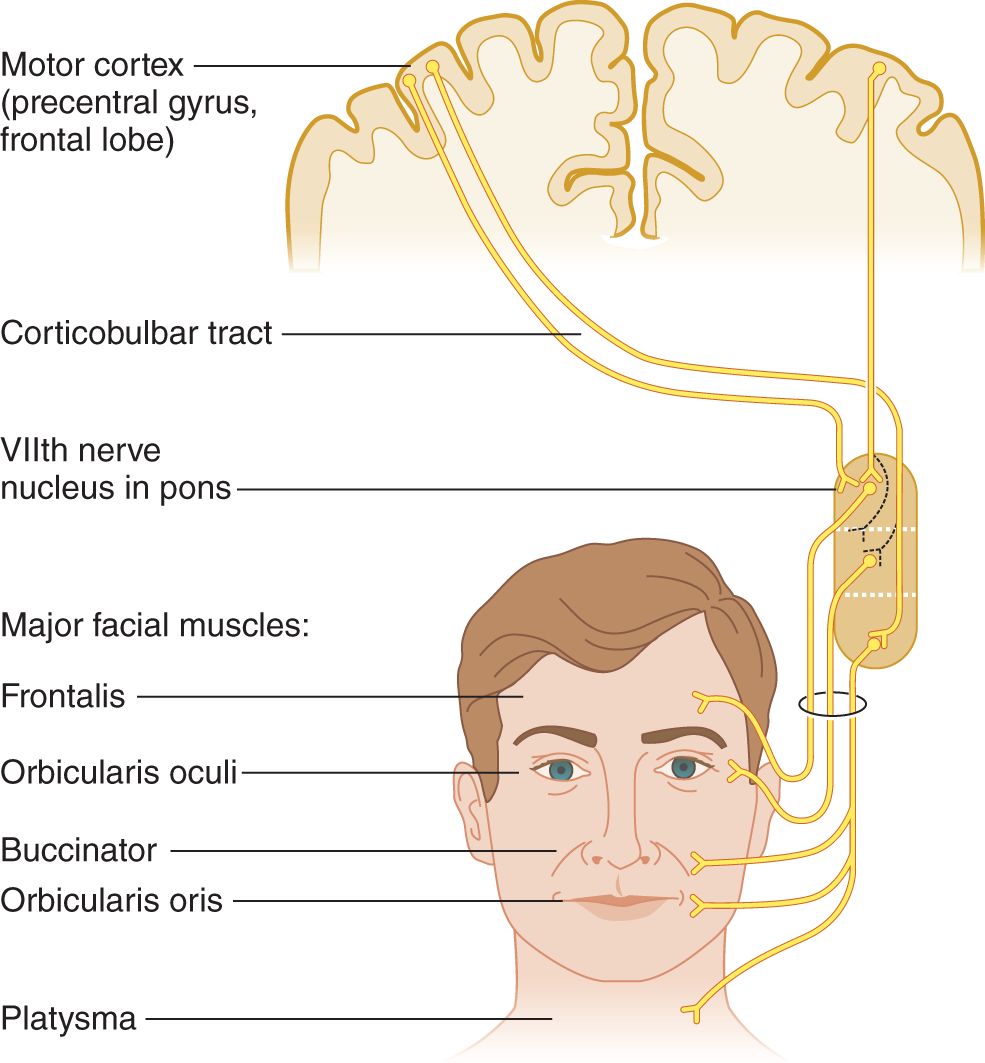 Motor Cranial Nerves