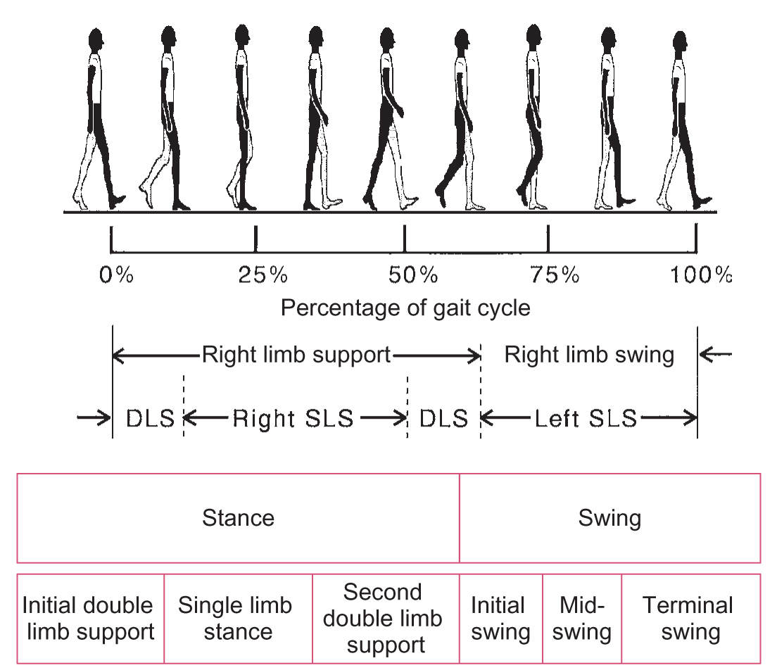 Internal Gait Phases Of Human Normal Gait Cycle Used - vrogue.co
