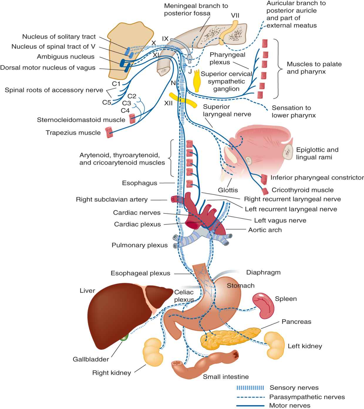 Головной отдел блуждающего нерва. Вагус нерв схема. Вагус блуждающий нерв. Вагус нерв анатомия схема. Схема блуждающего нерва анатомия.