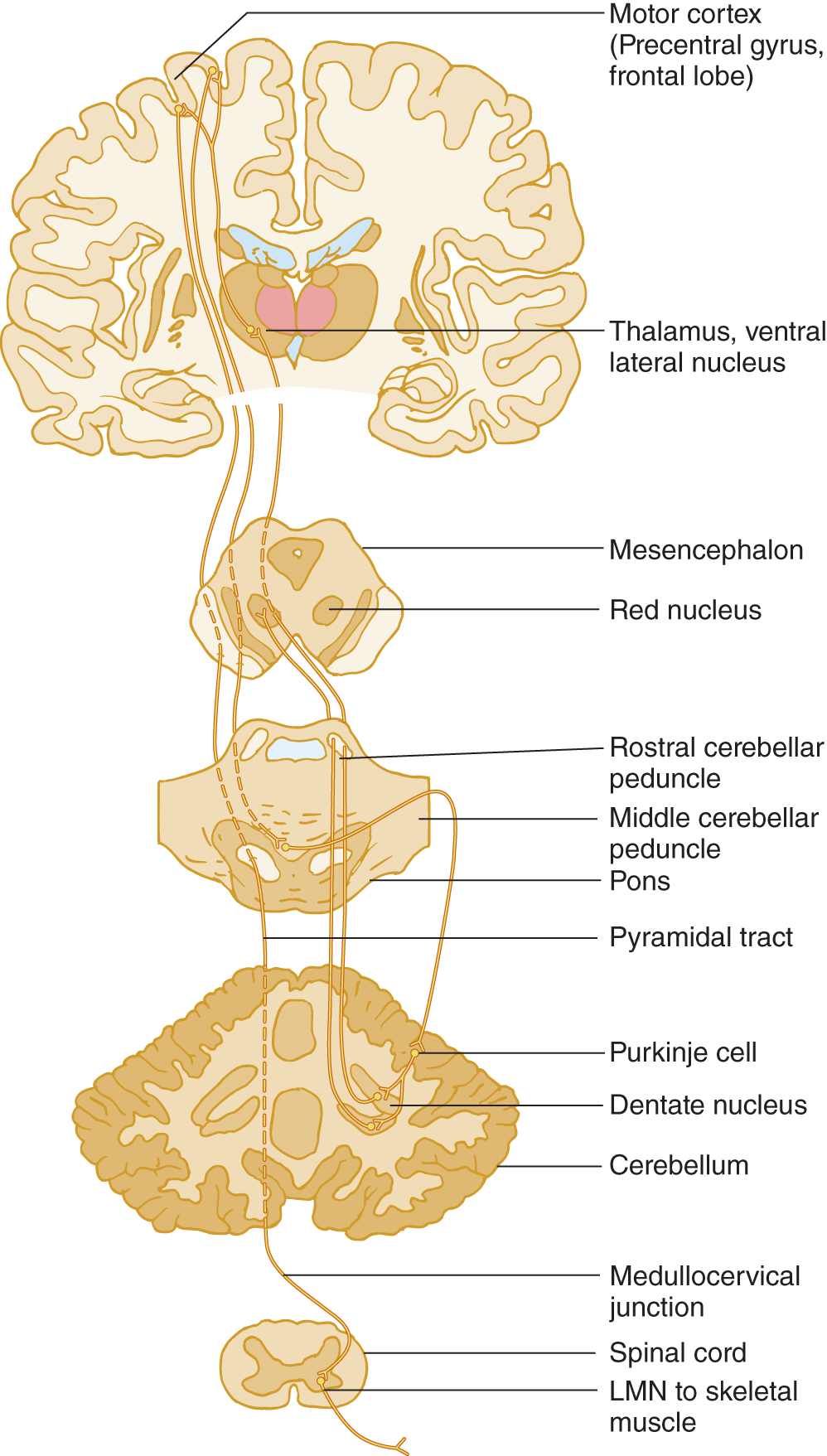 Frenkle's Co-ordination Exercise Detail in Cerebellar Ataxia