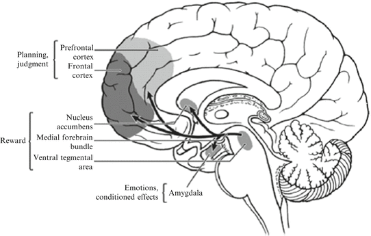 reward part of the brain ventral tegmental area