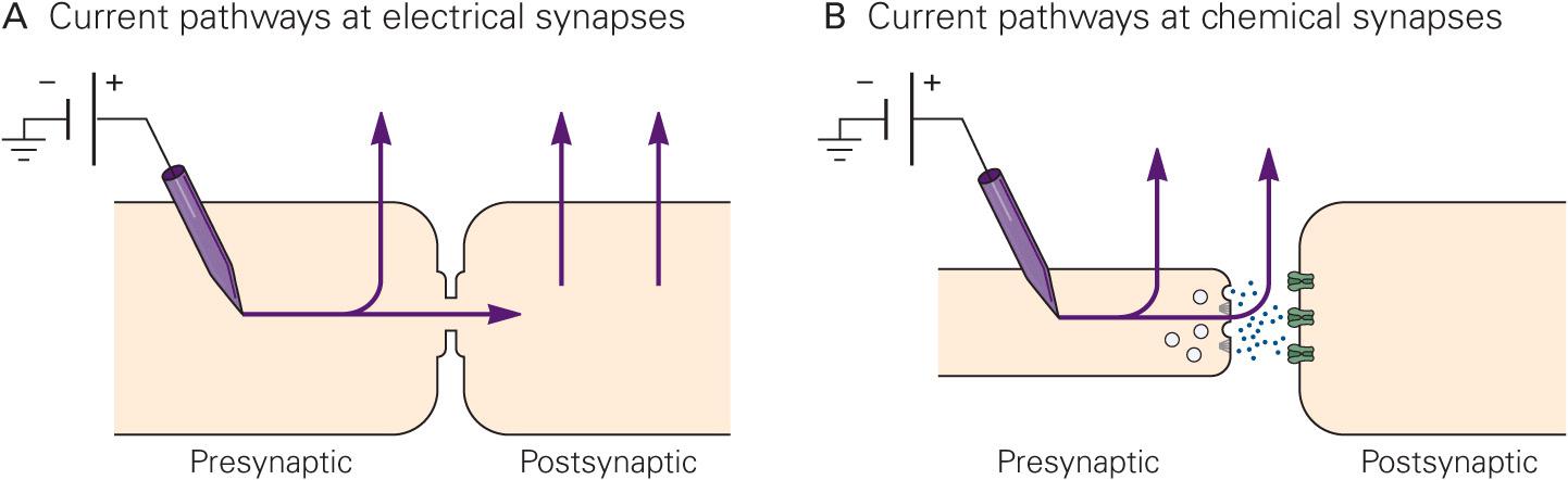 Overview Of Synaptic Transmission | Neupsy Key