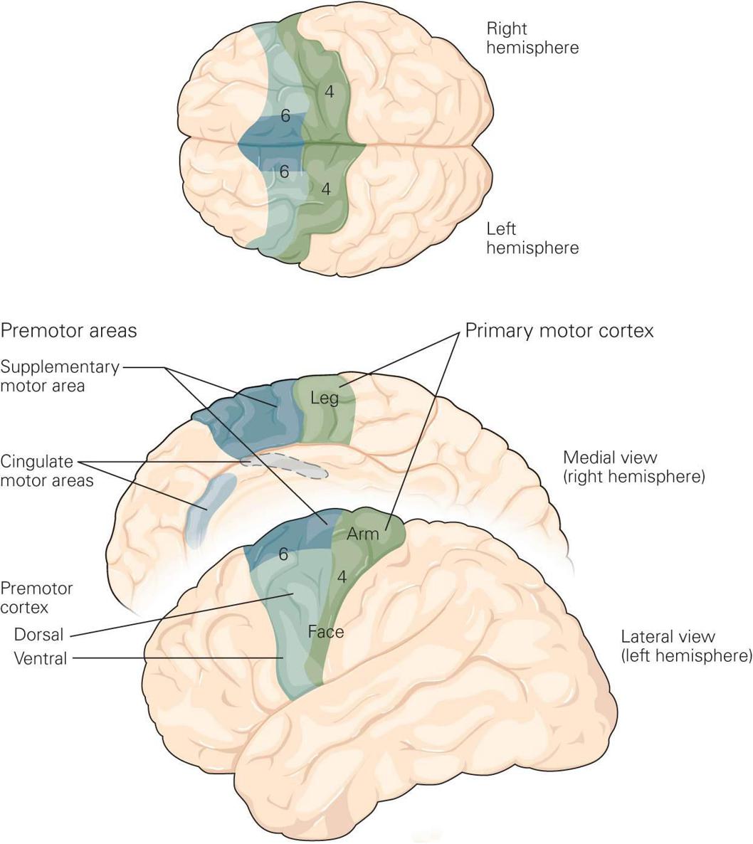 Cognitive Functions Of The Premotor Systems | Neupsy Key