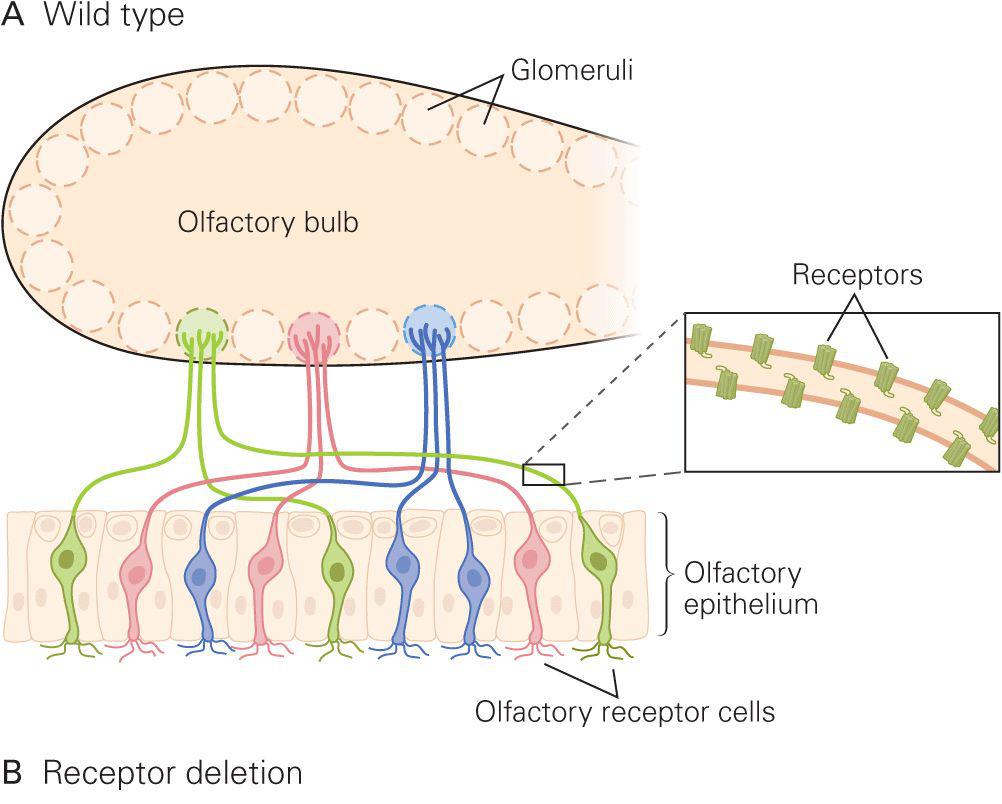 Formation And Elimination Of Synapses | Neupsy Key