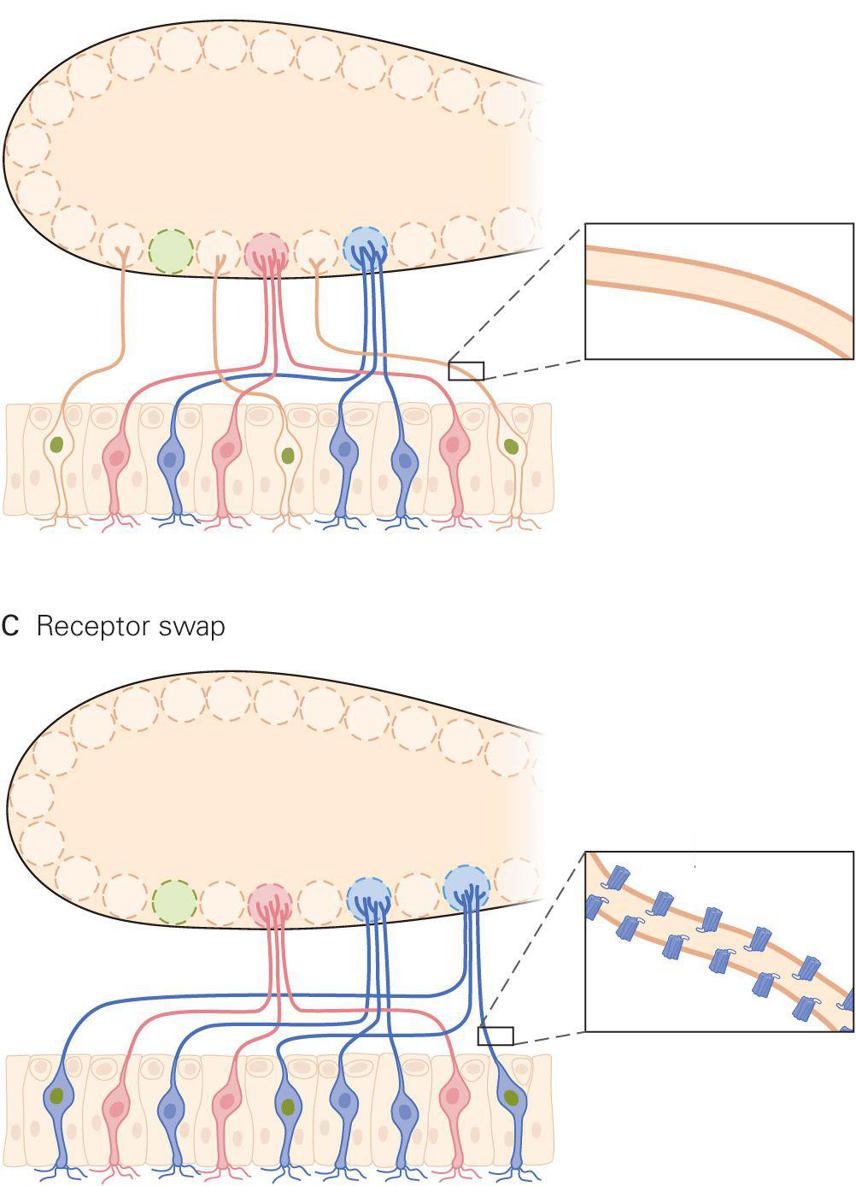 Formation And Elimination Of Synapses | Neupsy Key