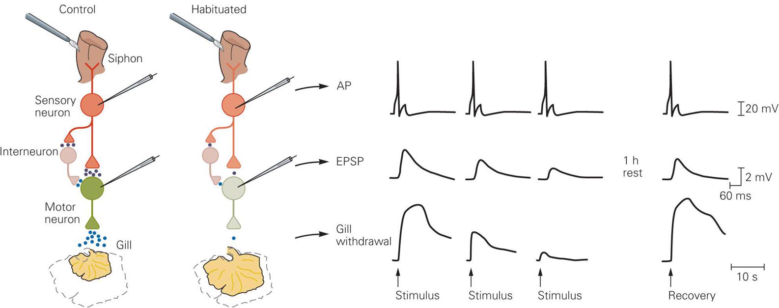 Cellular Mechanisms Of Implicit Memory Storage And The Biological Basis ...