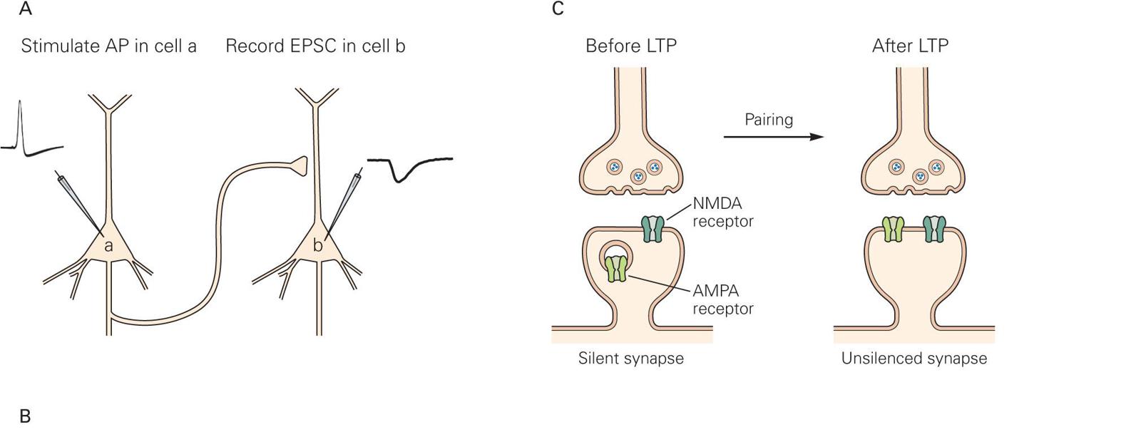 Pre-Frontal Cortex, Hippocampus, And The Biology Of Explicit Memory ...