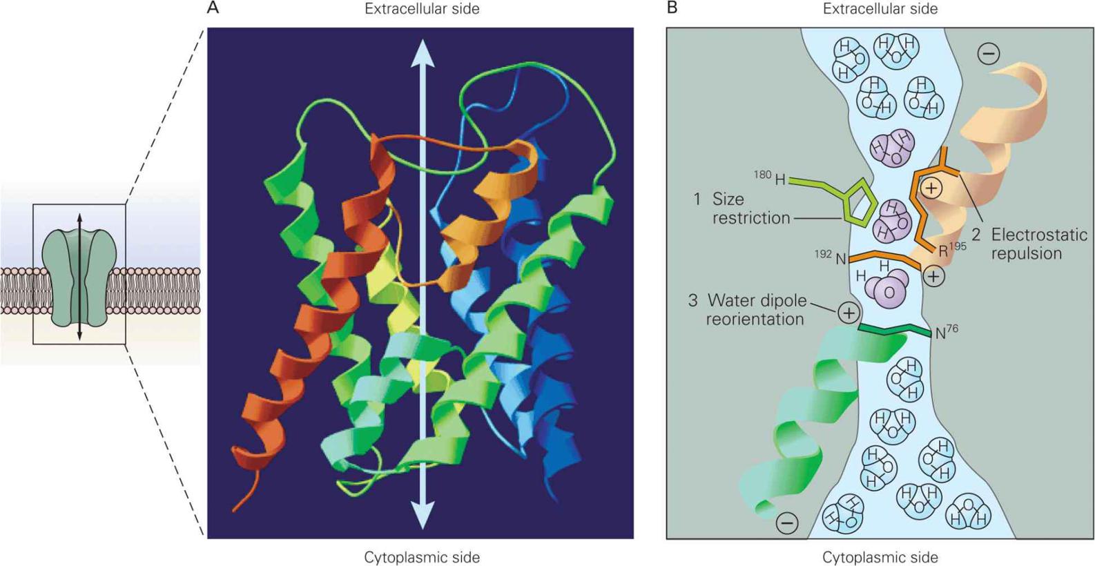 The Blood–Brain Barrier, Choroid Plexus, And Cerebrospinal Fluid ...