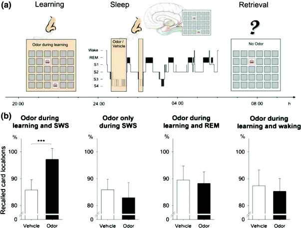 Sleep And Memory Consolidation | Neupsy Key