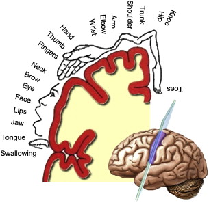 Transcranial Brain Stimulation: Clinical Applications And Future ...