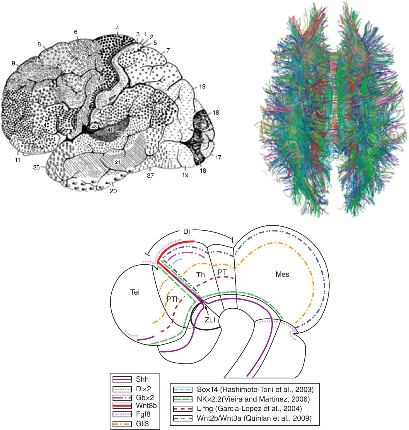 Brain Evolution And Development: Allometry Of The Brain And ...