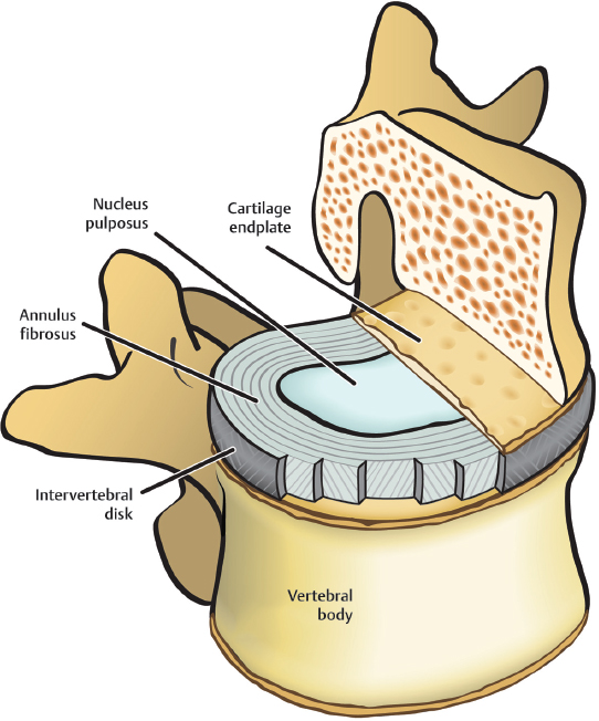 The Human Spinal Disc: Relevant Anatomy And Physiology | Neupsy Key