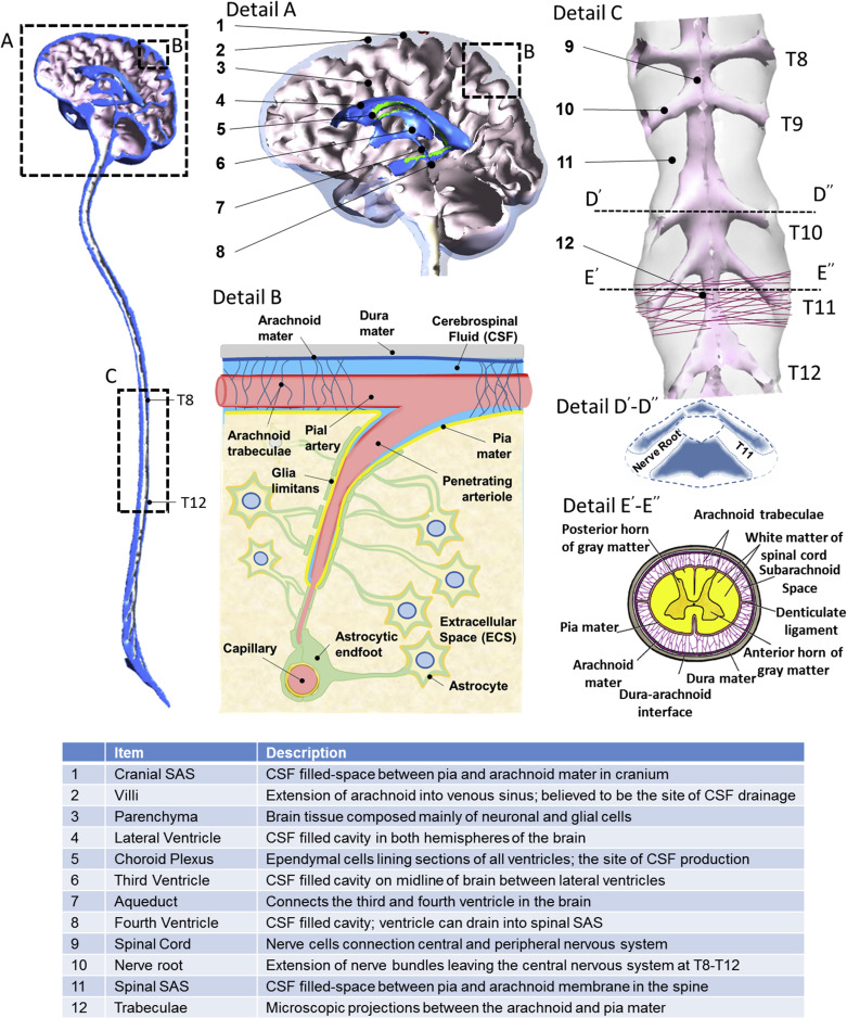 Cerebrospinal Fluid Dynamics And Intrathecal Delivery | Neupsy Key