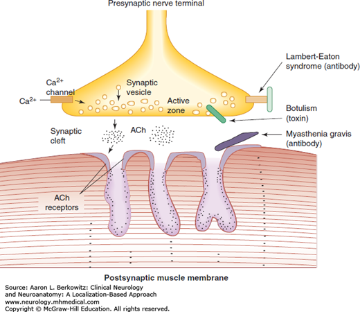 Disorders Of The Neuromuscular Junction | Neupsy Key