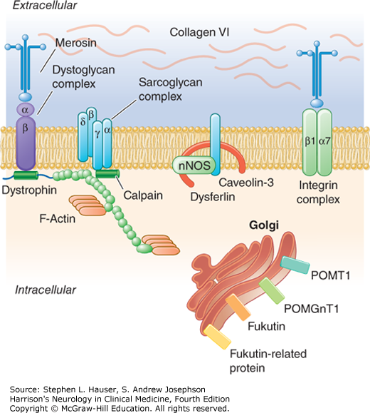 MUSCULAR DYSTROPHIES AND OTHER MUSCLE DISEASES | Neupsy Key