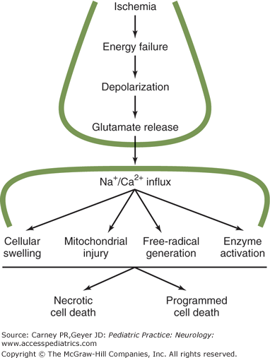 Toxic And Metabolic Encephalopathies | Neupsy Key