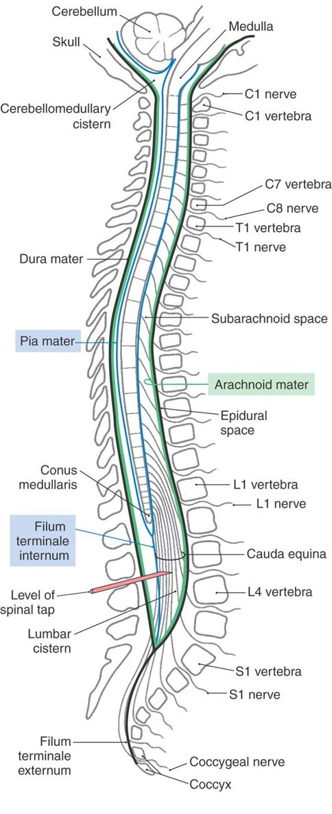 The Spinal Cord | Neupsy Key