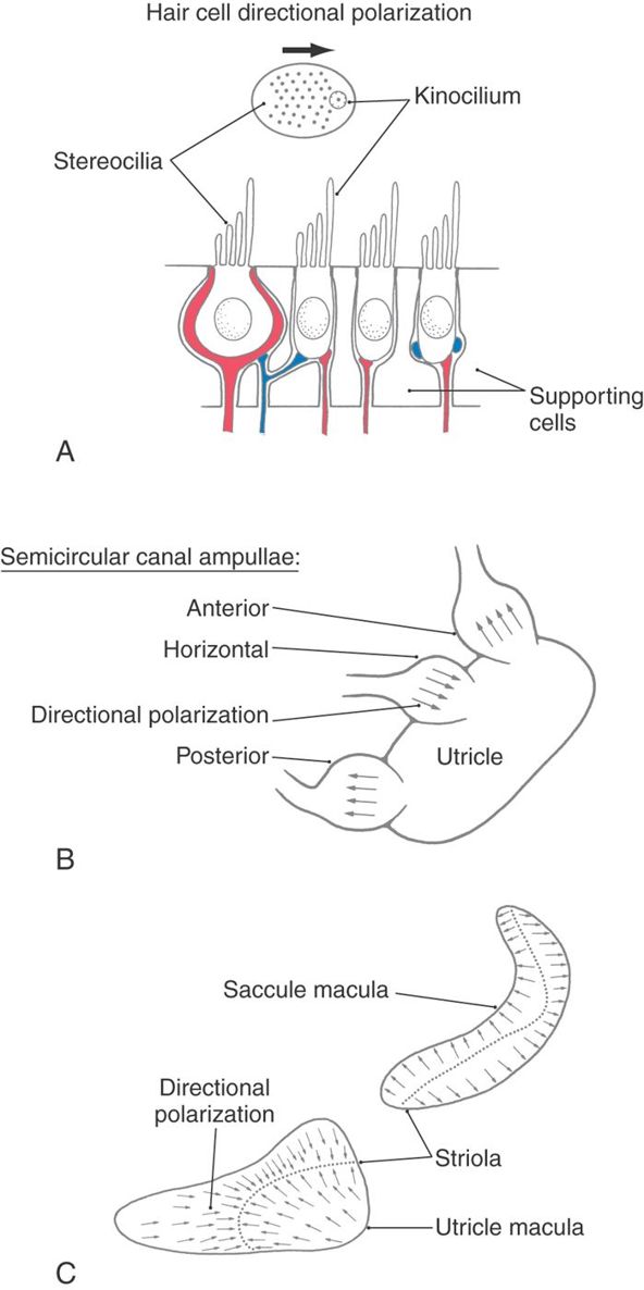 The Vestibular System | Neupsy Key