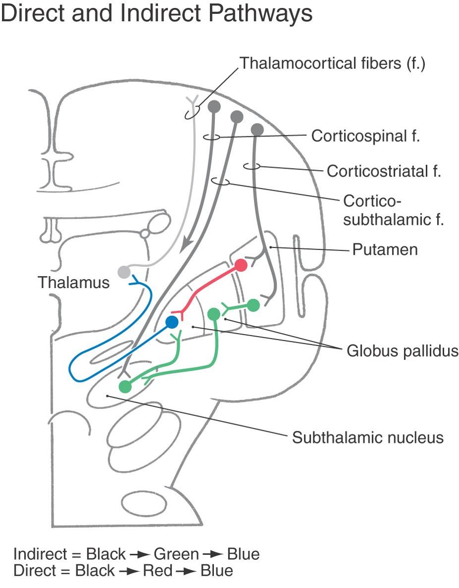 The Basal Nuclei | Neupsy Key