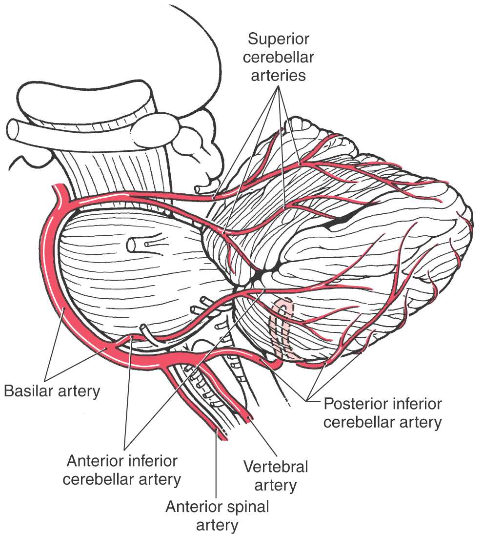 Superior Cerebellar Artery Distribution