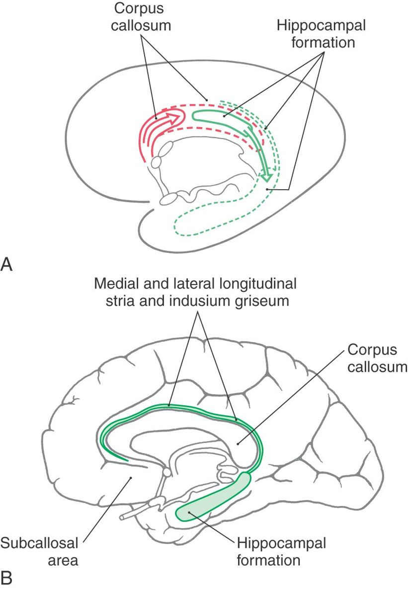 The Limbic System | Neupsy Key