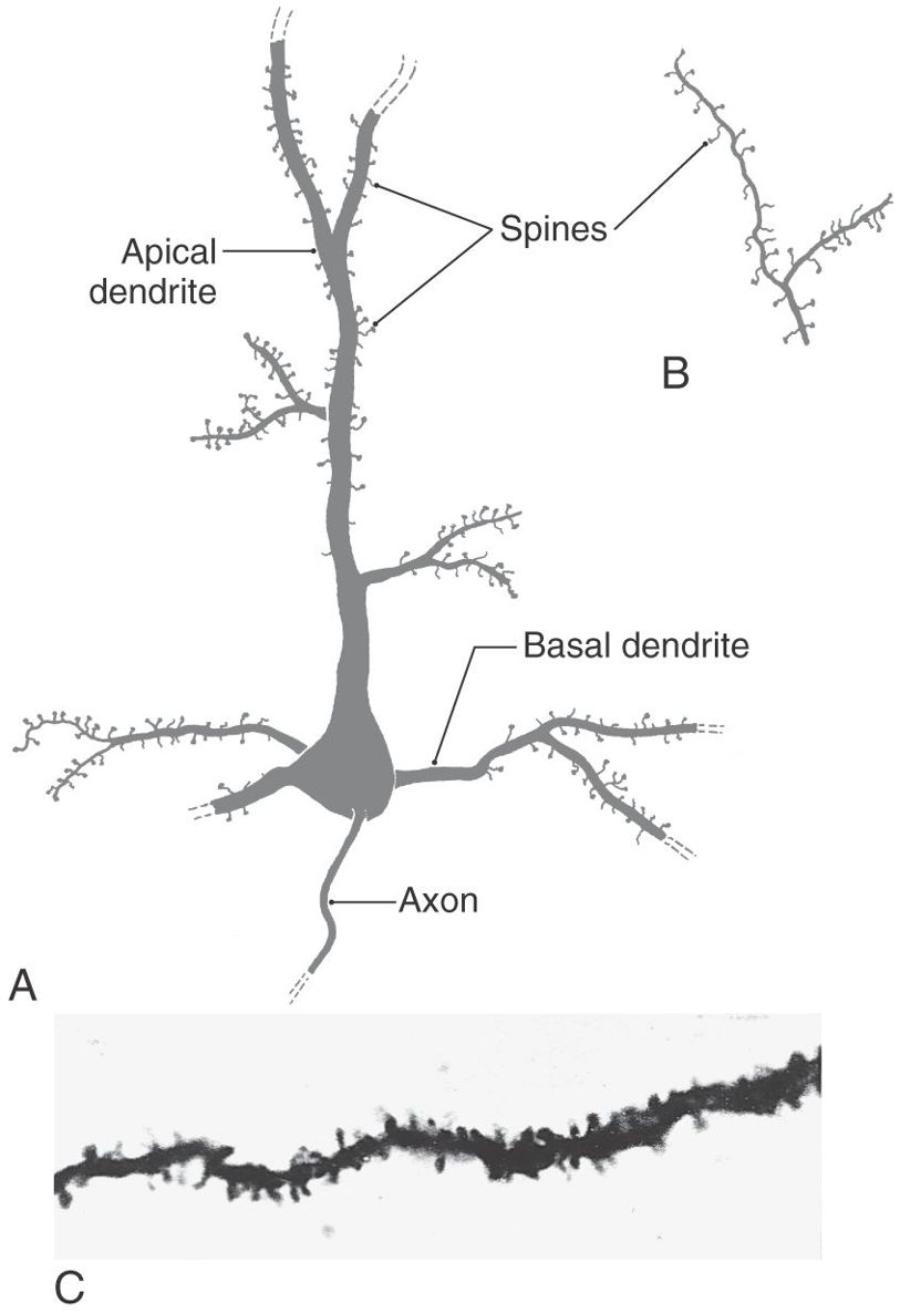 The Cerebral Cortex | Neupsy Key