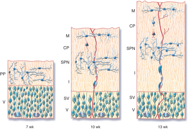 Neuronal Migration Neupsy Key